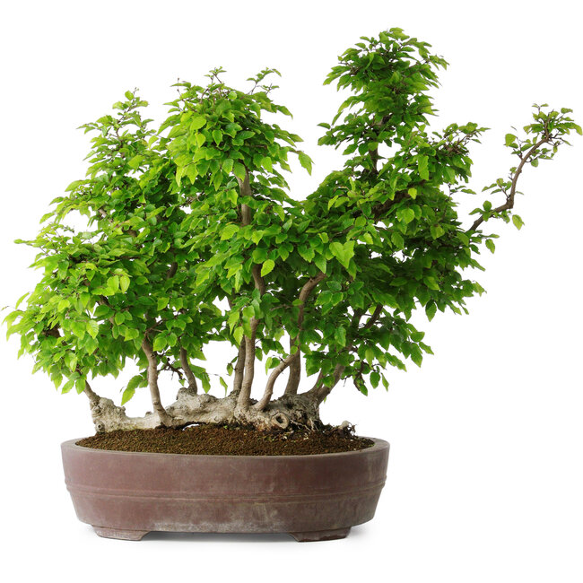 Carpinus coreana, 55 cm, ± 30 Jahre alt