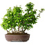 Carpinus coreana, 55 cm, ± 30 anni