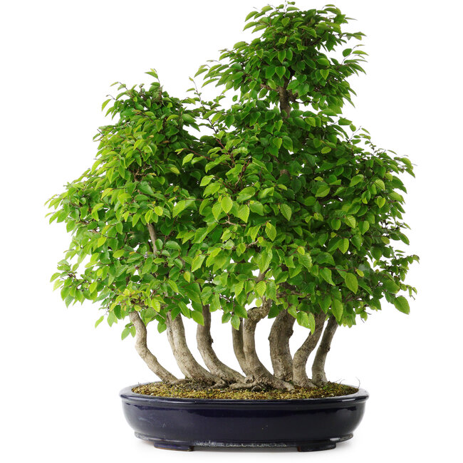 Carpinus coreana, 67 cm, ± 30 years old
