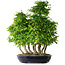 Carpinus coreana, 67 cm, ± 30 anni