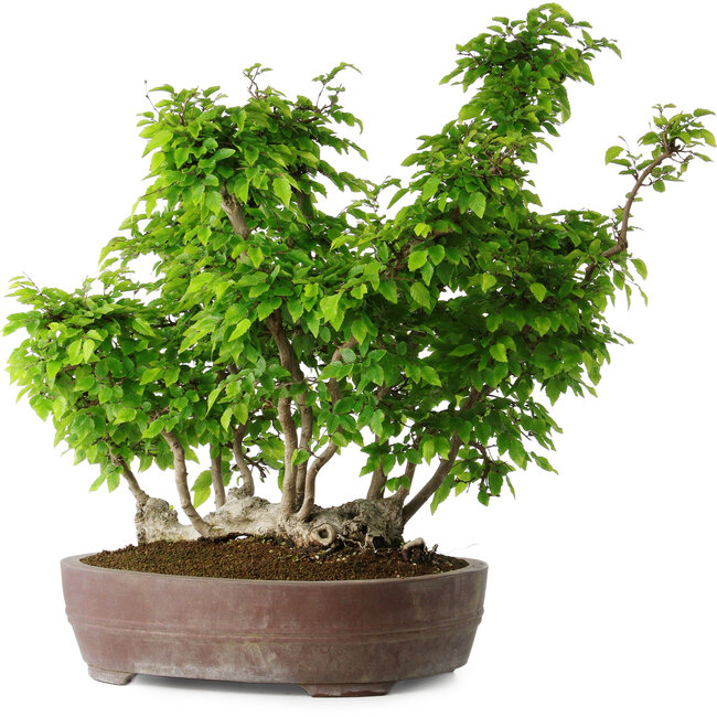Carpinus coreana, 55 cm, ± 30 Jahre alt