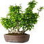 Carpinus coreana, 55 cm, ± 30 anni