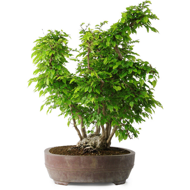 Carpinus coreana, 55 cm, ± 30 Jahre alt