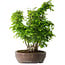 Carpinus coreana, 55 cm, ± 30 anni