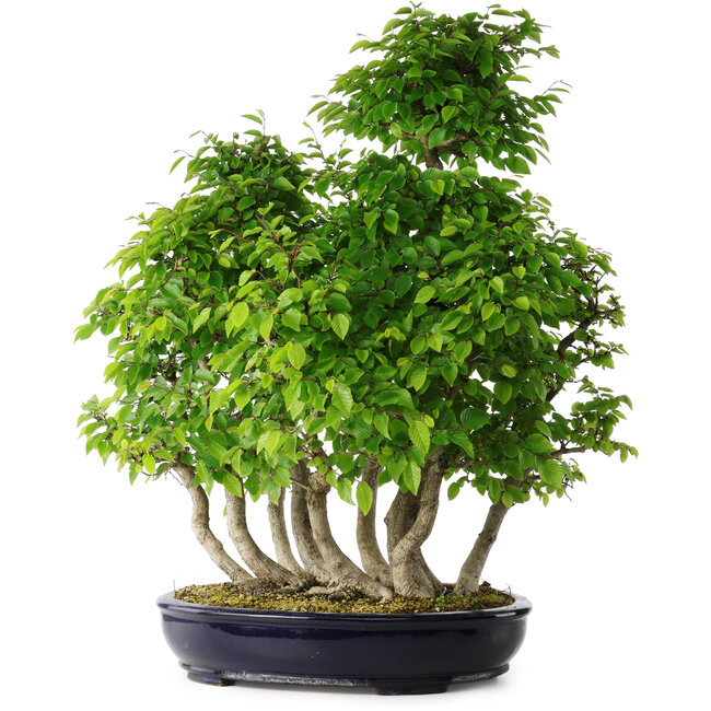 Carpinus coreana, 67 cm, ± 30 jaar oud