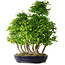 Carpinus coreana, 67 cm, ± 30 ans