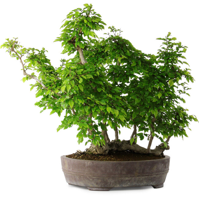 Carpinus coreana, 55 cm, ± 30 ans
