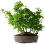 Carpinus coreana, 55 cm, ± 30 anni