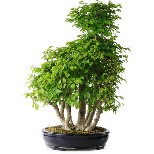 Carpinus coreana, 67 cm, ± 30 años