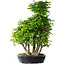 Carpinus coreana, 67 cm, ± 30 anni