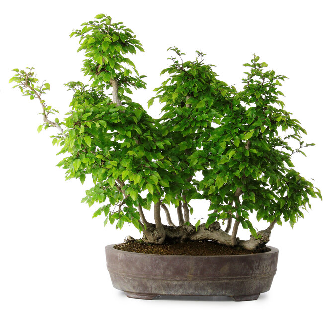 Carpinus coreana, 55 cm, ± 30 anni