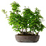 Carpinus coreana, 55 cm, ± 30 anni