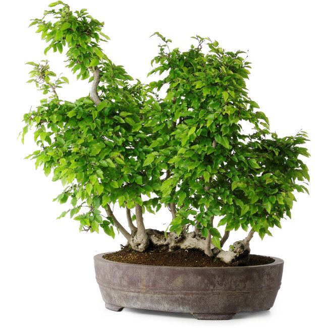 Carpinus coreana, 55 cm, ± 30 años