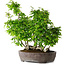 Carpinus coreana, 55 cm, ± 30 anni