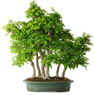 Carpinus coreana, 70 cm, ± 30 jaar oud