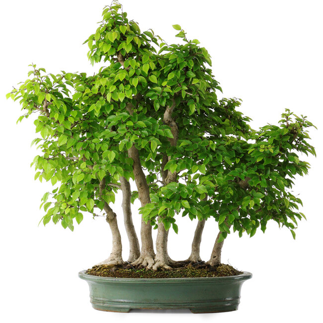Carpinus coreana, 70 cm, ± 30 Jahre alt