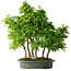 Carpinus coreana, 70 cm, ± 30 ans