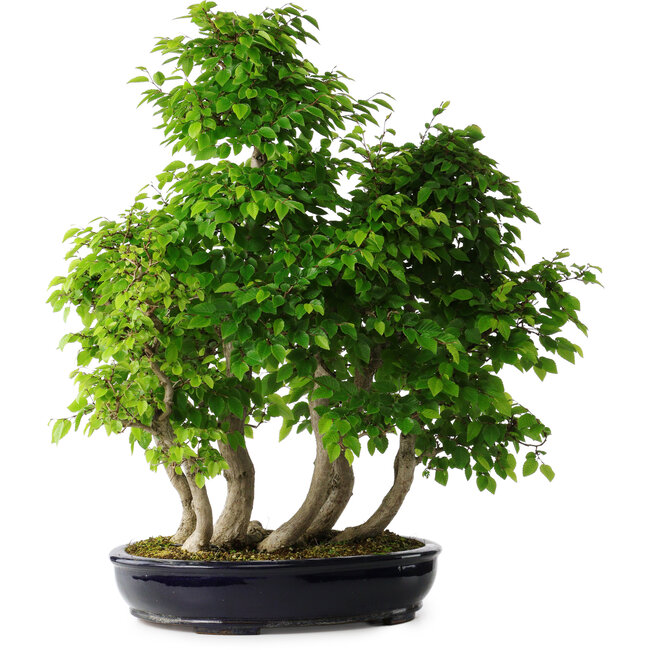Carpinus coreana, 67 cm, ± 30 Jahre alt