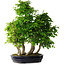 Carpinus coreana, 67 cm, ± 30 anni