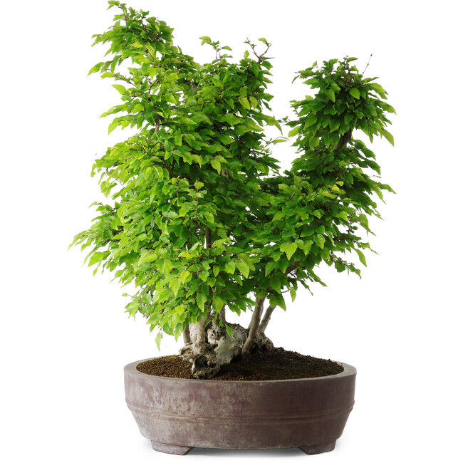 Carpinus coreana, 55 cm, ± 30 anni
