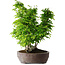 Carpinus coreana, 55 cm, ± 30 anni