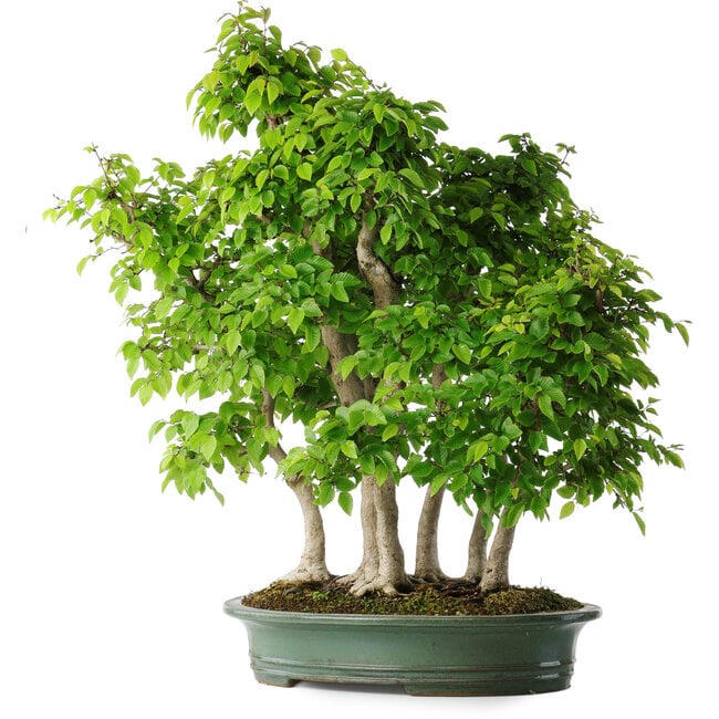 Carpinus coreana, 70 cm, ± 30 anni