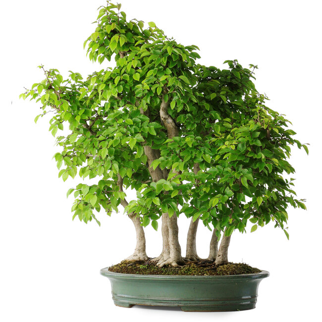 Carpinus coreana, 70 cm, ± 30 years old