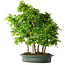 Carpinus coreana, 70 cm, ± 30 ans