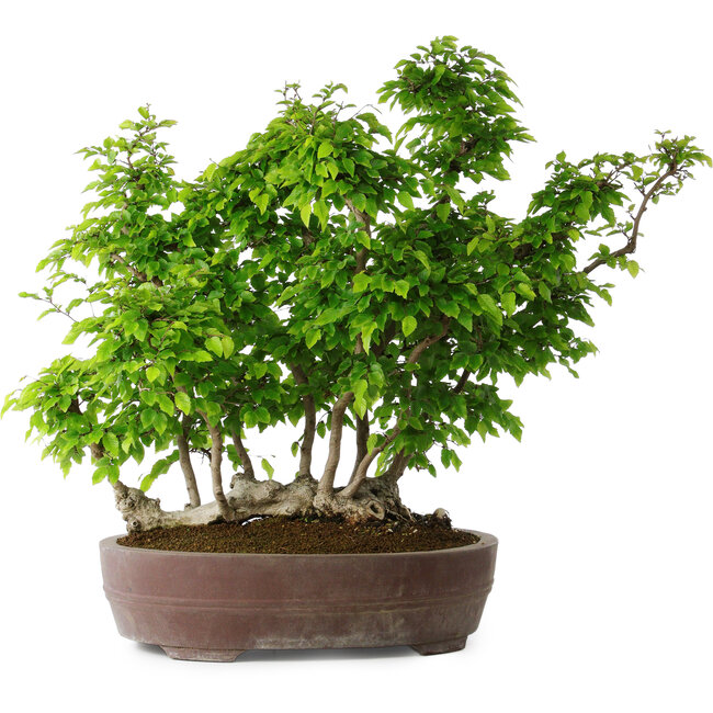 Carpinus coreana, 55 cm, ± 30 años