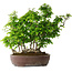 Carpinus coreana, 55 cm, ± 30 Jahre alt