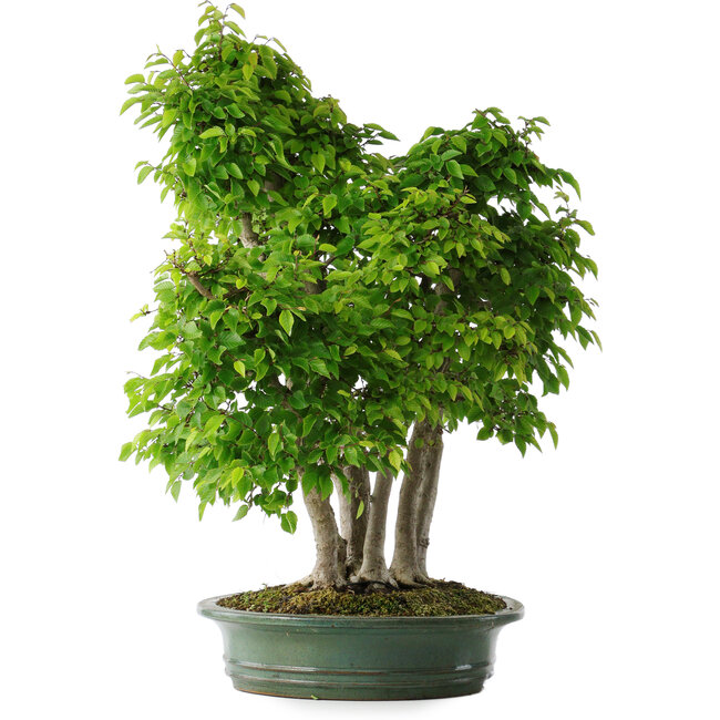 Carpinus coreana, 70 cm, ± 30 jaar oud