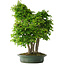 Carpinus coreana, 70 cm, ± 30 anni