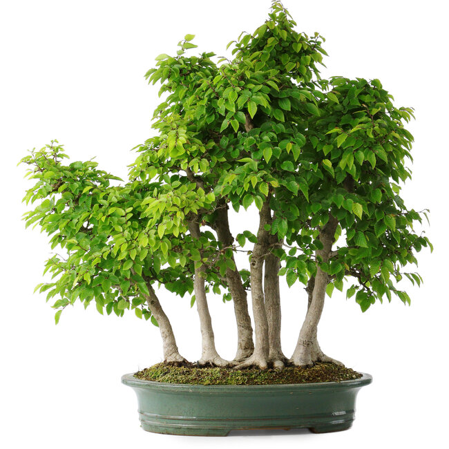 Carpinus coreana, 70 cm, ± 30 years old