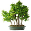Carpinus coreana, 70 cm, ± 30 anni
