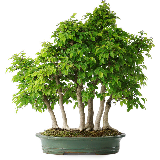 Carpinus coreana, 70 cm, ± 30 jaar oud