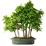 Carpinus coreana, 70 cm, ± 30 Jahre alt