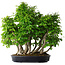 Carpinus coreana, 67 cm, ± 30 ans