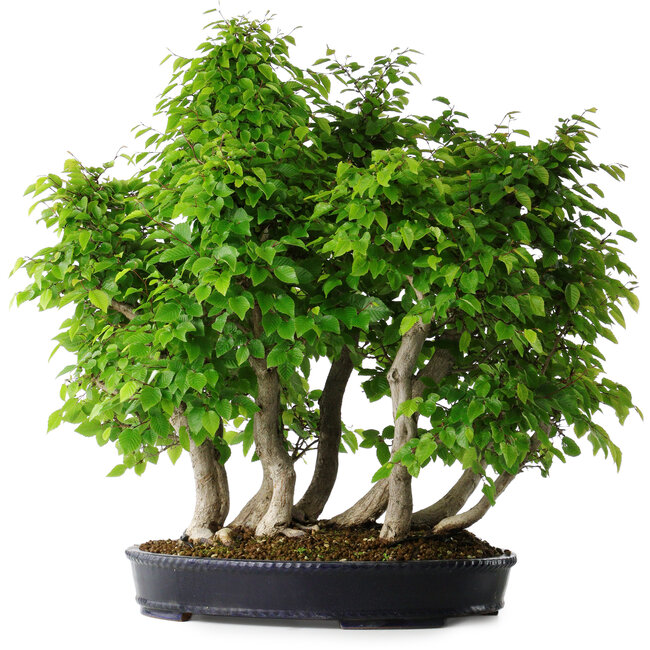 Carpinus coreana, 67 cm, ± 30 anni