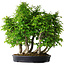 Carpinus coreana, 67 cm, ± 30 ans