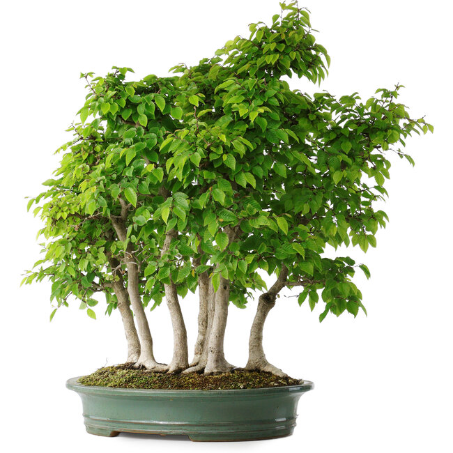 Carpinus coreana, 70 cm, ± 30 years old