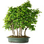 Carpinus coreana, 70 cm, ± 30 ans