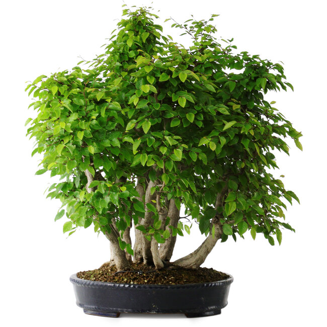 Carpinus coreana, 67 cm, ± 30 años
