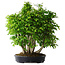 Carpinus coreana, 67 cm, ± 30 ans