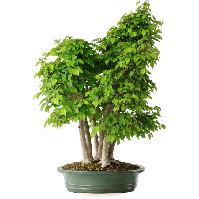 Carpinus coreana, 70 cm, ± 30 años