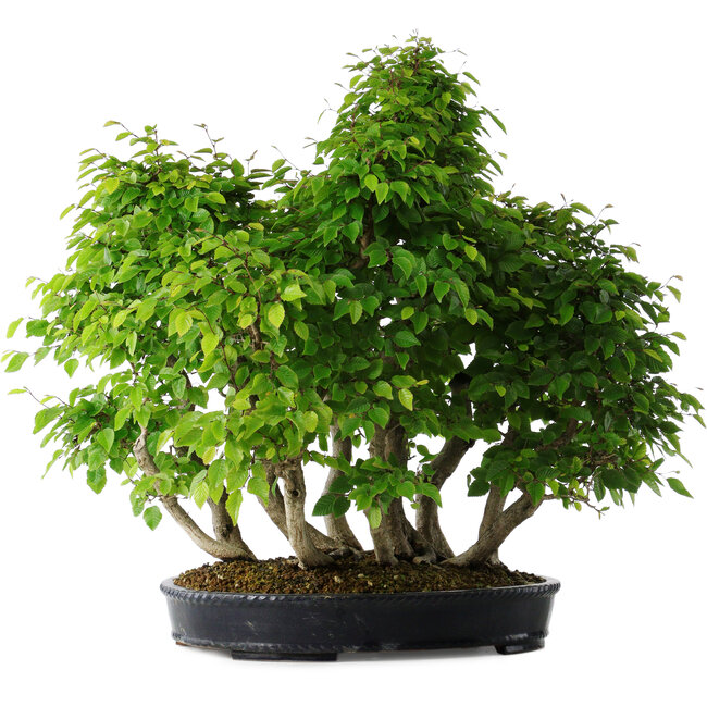 Carpinus coreana, 67 cm, ± 30 Jahre alt