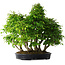 Carpinus coreana, 67 cm, ± 30 ans