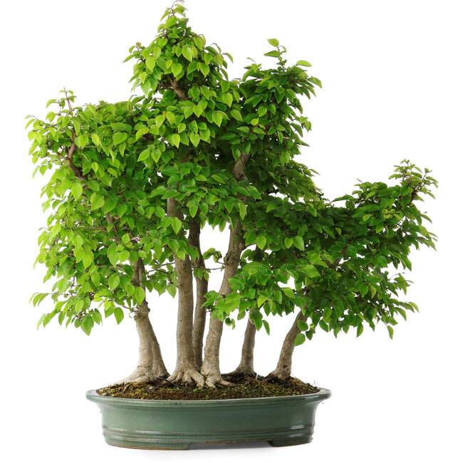 Carpinus coreana, 70 cm, ± 30 años