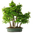 Carpinus coreana, 70 cm, ± 30 ans