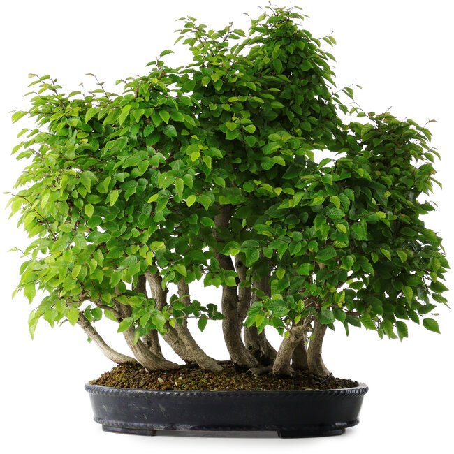 Carpinus coreana, 67 cm, ± 30 years old