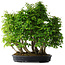 Carpinus coreana, 67 cm, ± 30 anni